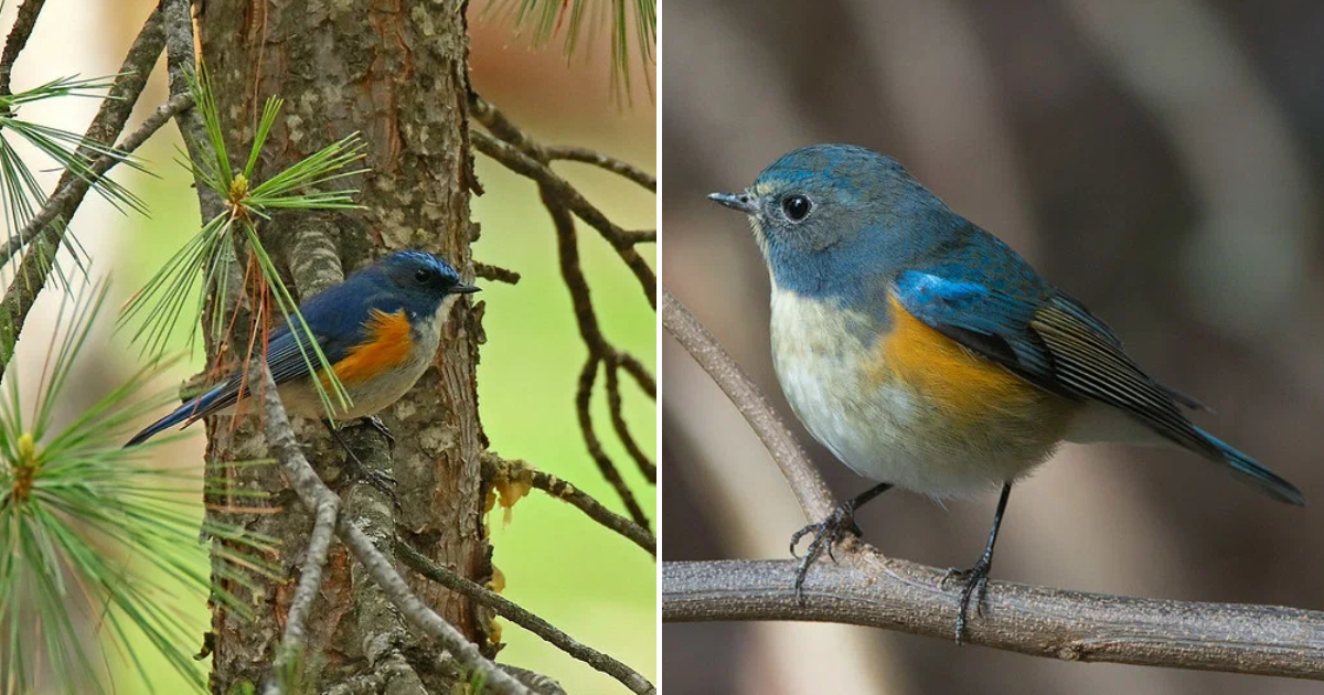 The Azure Tit – One of The Most Vibrant Birds of The Taiga