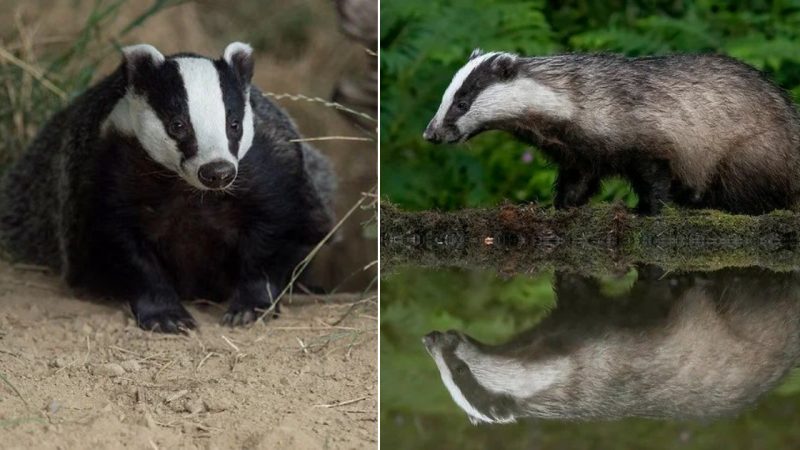 The Badger: The Enigmatic Builder of Underground Cities