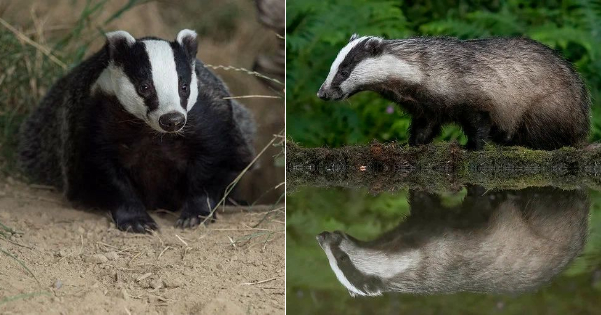 The Badger: The Enigmatic Builder of Underground Cities