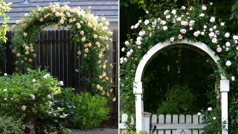 The Beautiful Art of Rose Vines on Gateways