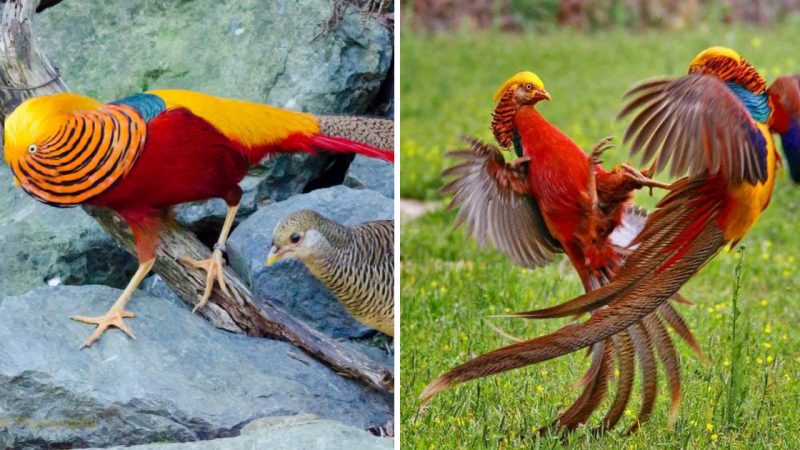 The Beautiful Artistry of Golden Pheasants