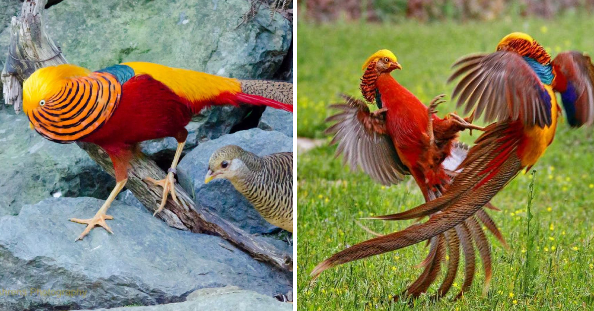 The Beautiful Artistry of Golden Pheasants