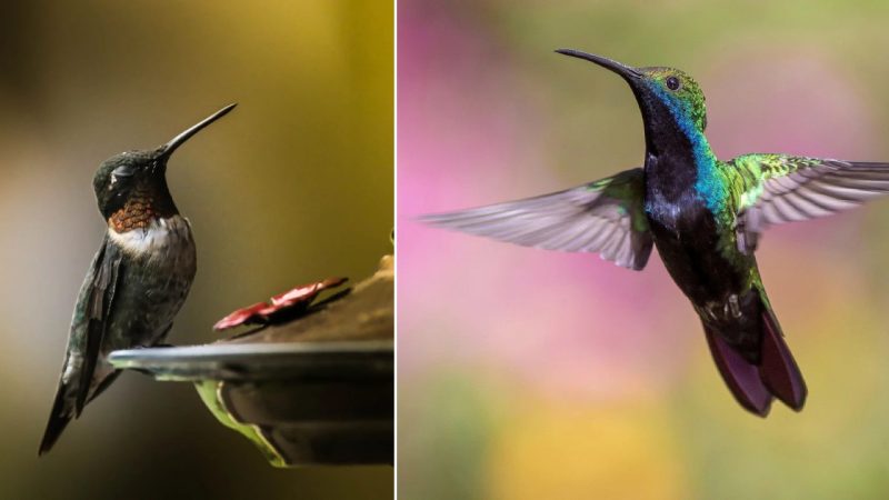 The Beautiful Artistry of Hummingbirds