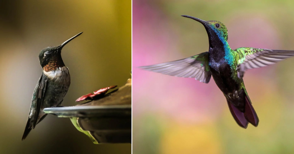 The Beautiful Artistry of Hummingbirds