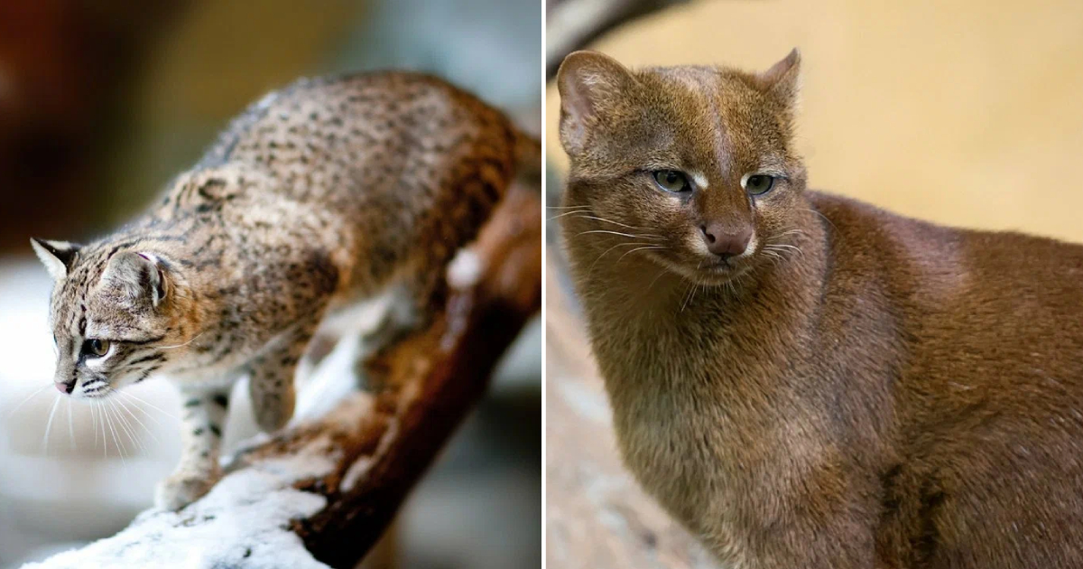 The Beautiful Cats You’ve Never Heard Of