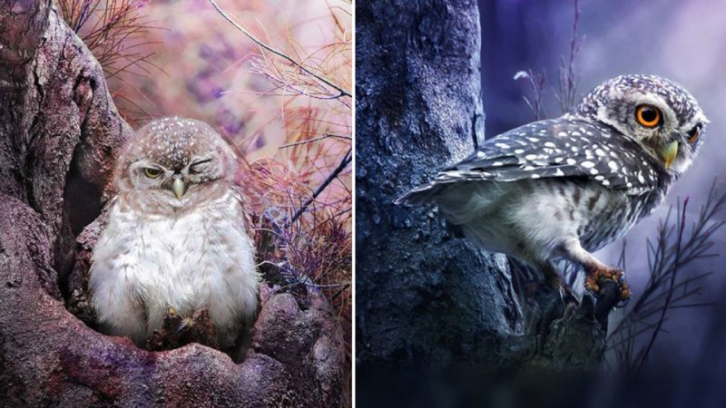 The Beauty of Owls Captured by Thai Photographer Sasi Smith