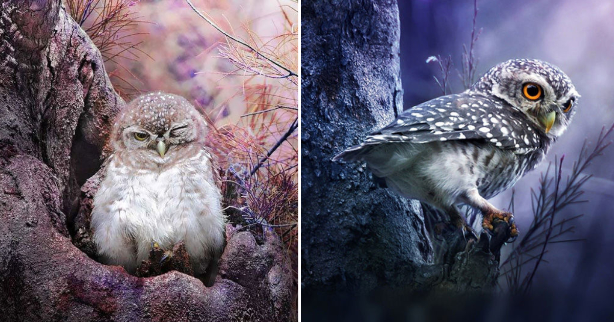 The Beauty of Owls Captured by Thai Photographer Sasi Smith