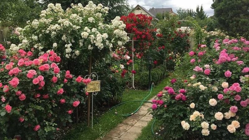 The Beauty of a Rose Garden: Elena Demianchuk’s Rose Paradise