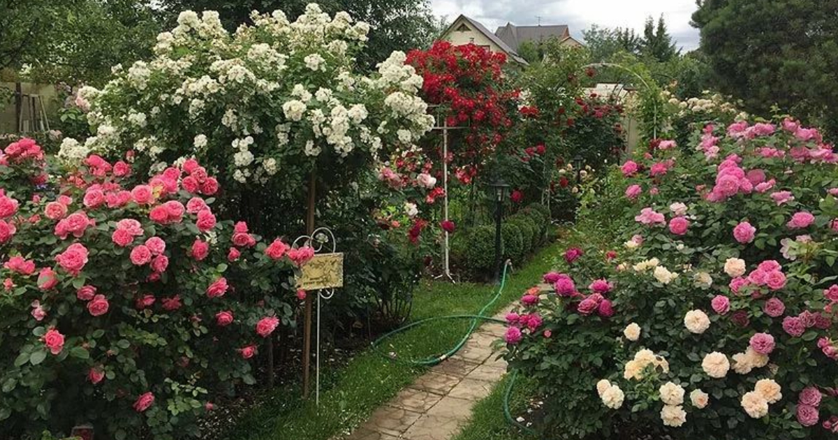 The Beauty of a Rose Garden: Elena Demianchuk’s Rose Paradise