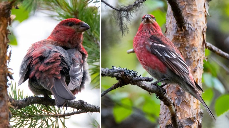 The Bullfinch – A Crimson Resident of the Taiga North