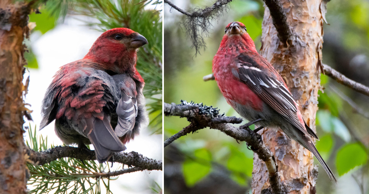 The Bullfinch – A Crimson Resident of the Taiga North