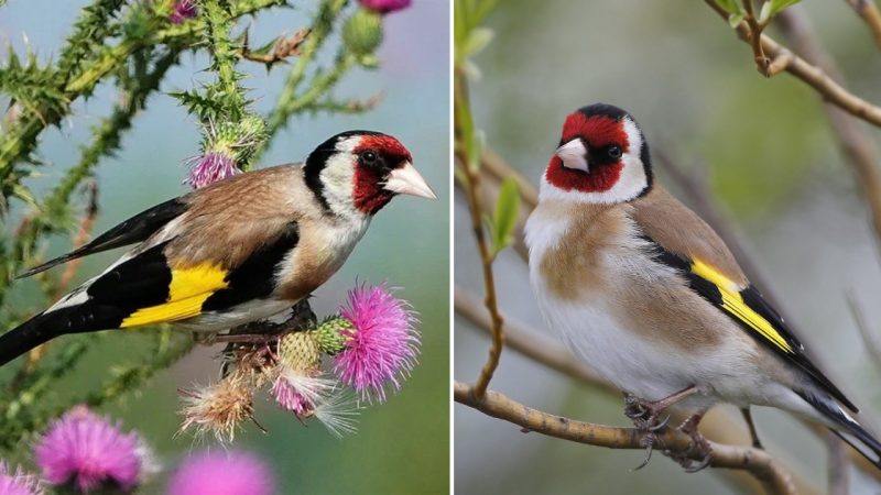 The Common Goldfinch – a Bright Lover of Thistles