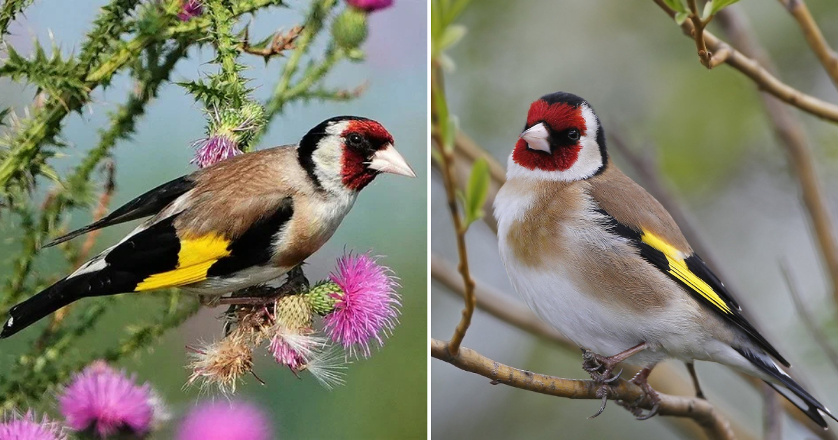 The Common Goldfinch – a Bright Lover of Thistles