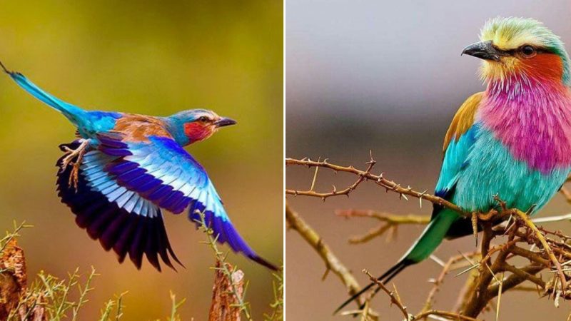 The Enchanting Beauty and Unwavering Loyalty of Exquisite Birds