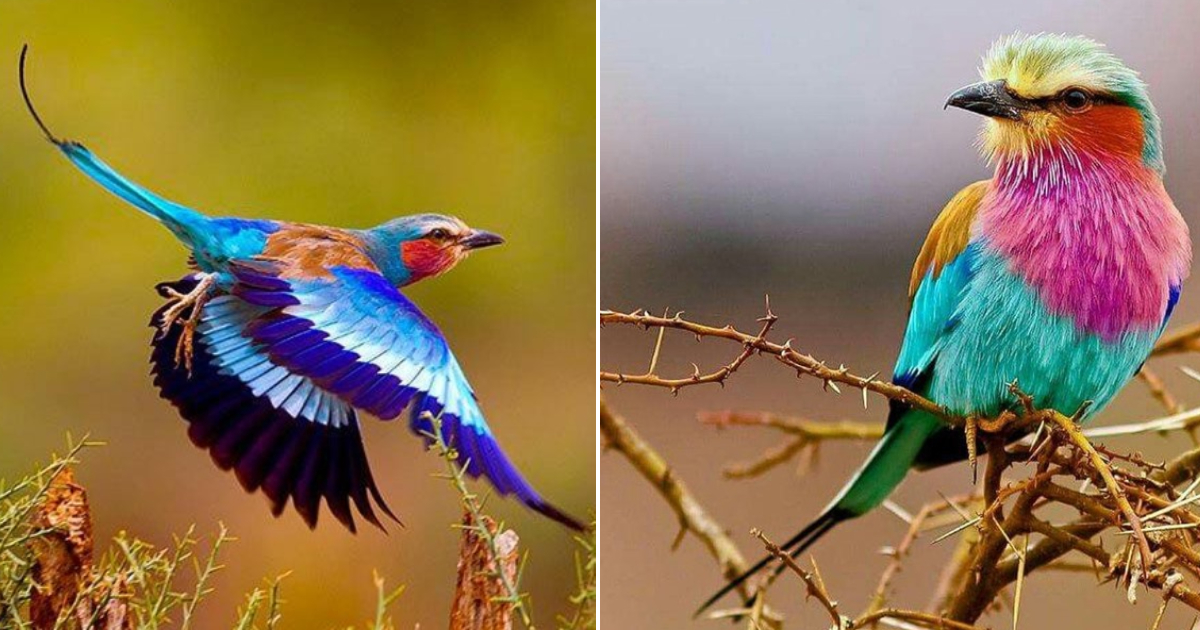 The Enchanting Beauty and Unwavering Loyalty of Exquisite Birds