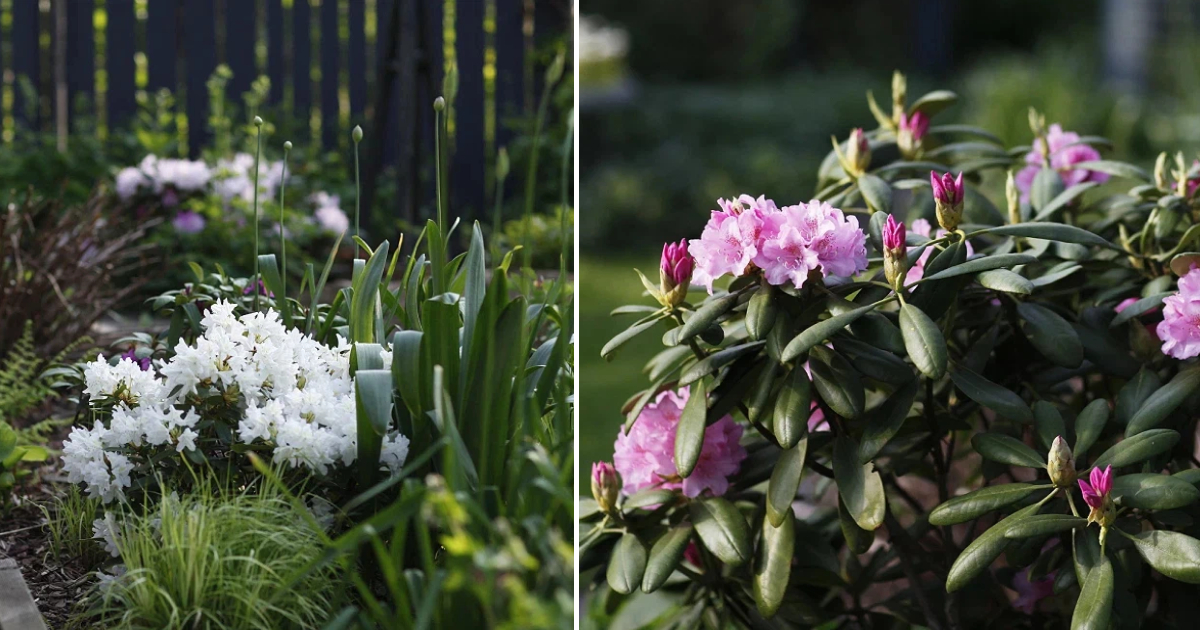 The Enchanting Beauty of Azaleas in Garden Arrangements