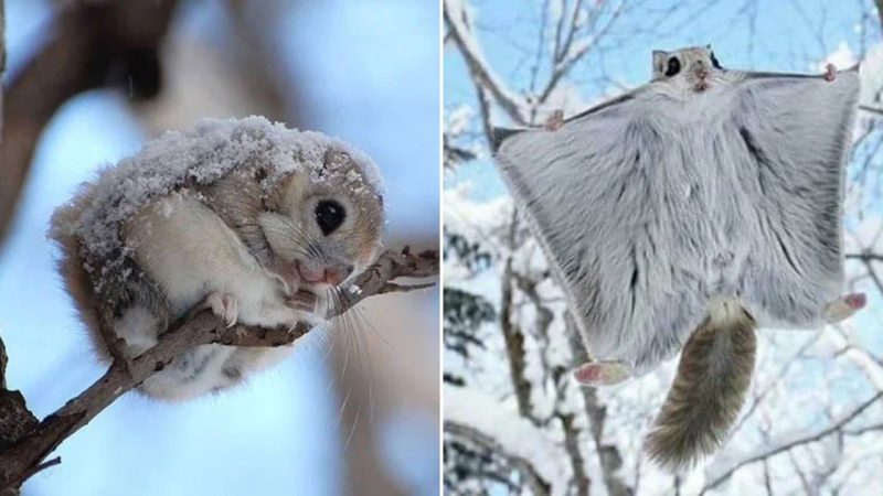 The Flying Squirrel: The Cutest Resident of the Taiga