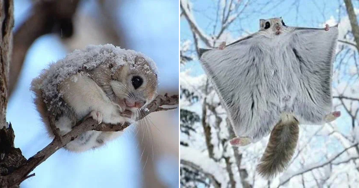 The Flying Squirrel: The Cutest Resident of the Taiga