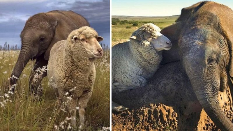 The Heartwarming Friendship Between An Orphaned Elephant And A Sheep (VIDEO)