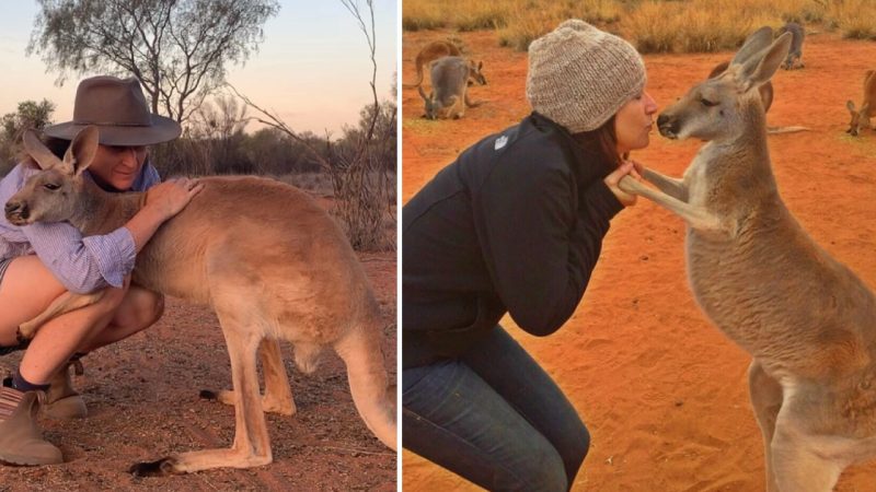 The Heartwarming Tale of Abigail: The Hugging Kangaroo