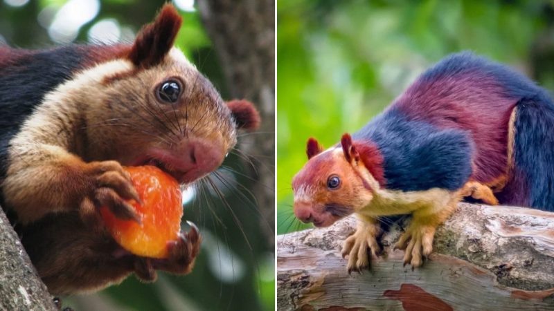 The Indian Giant Squirrel: The Most Beautiful Squirrel Listed in the Red Book