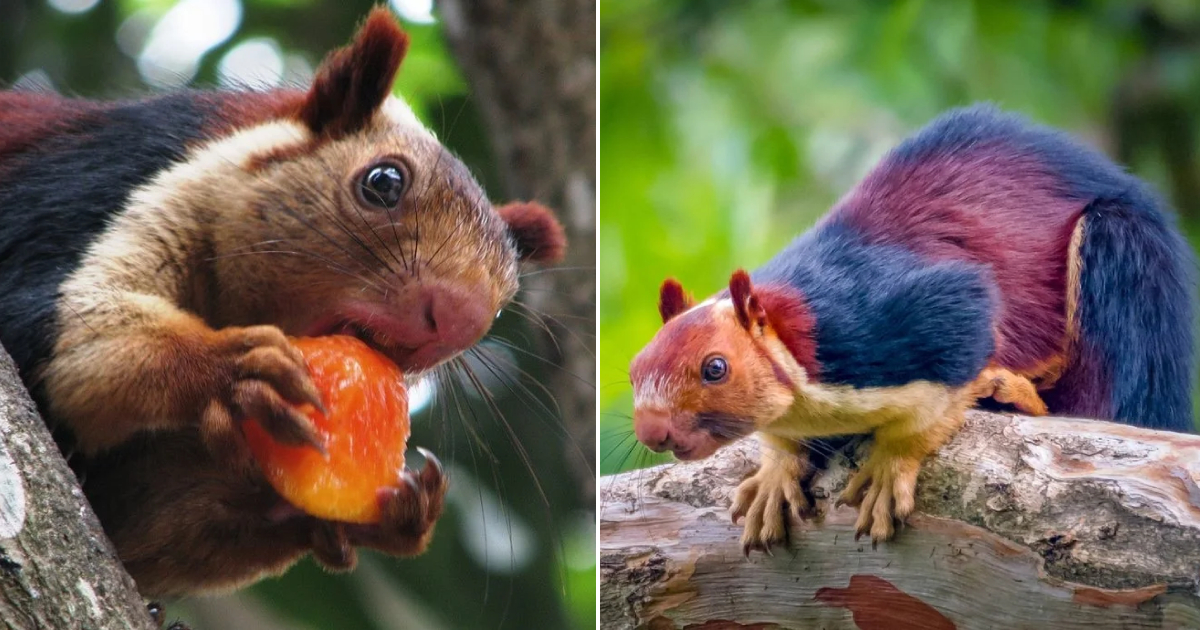 The Indian Giant Squirrel: The Most Beautiful Squirrel Listed in the Red Book