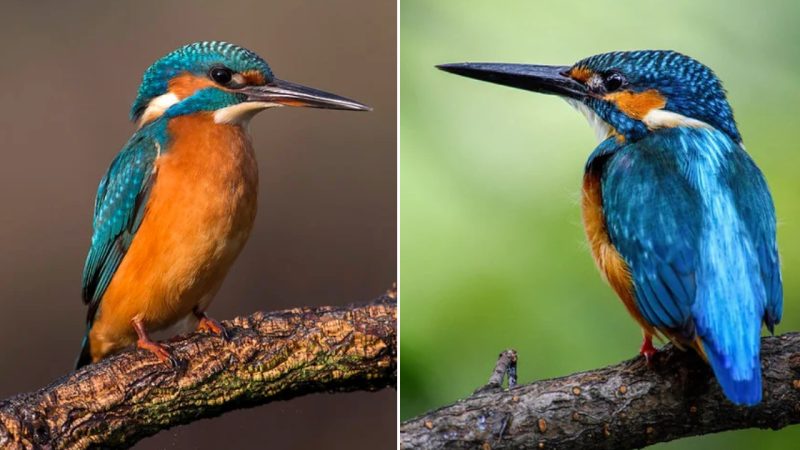 The Kingfisher – A Beautiful Bird Living Near Clean Rivers