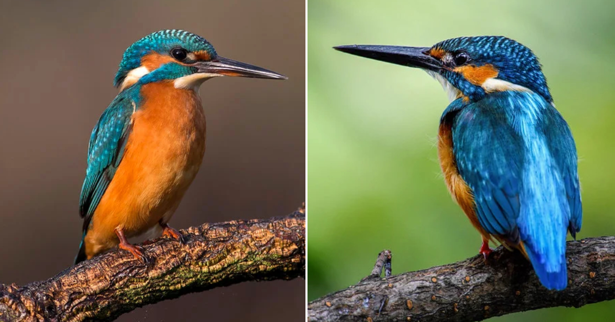 The Kingfisher – A Beautiful Bird Living Near Clean Rivers