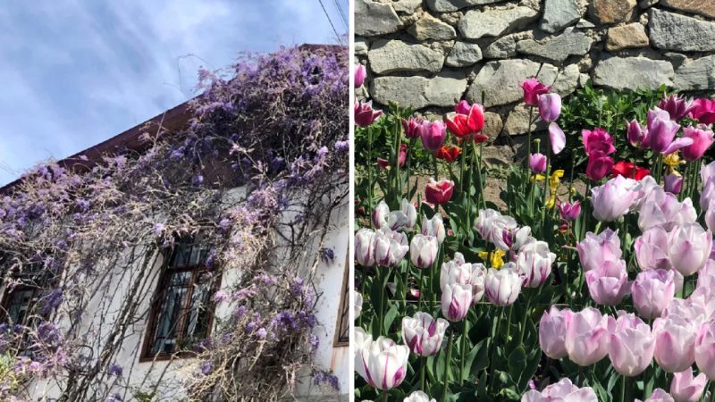 The Marvel of Nikitsky Botanical Garden in Crimea