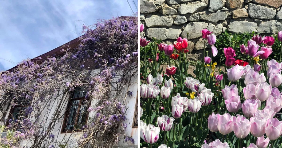 The Marvel of Nikitsky Botanical Garden in Crimea