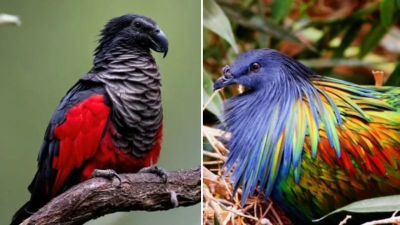 The Most Beautiful Birds in the World That Are Not Taught in School