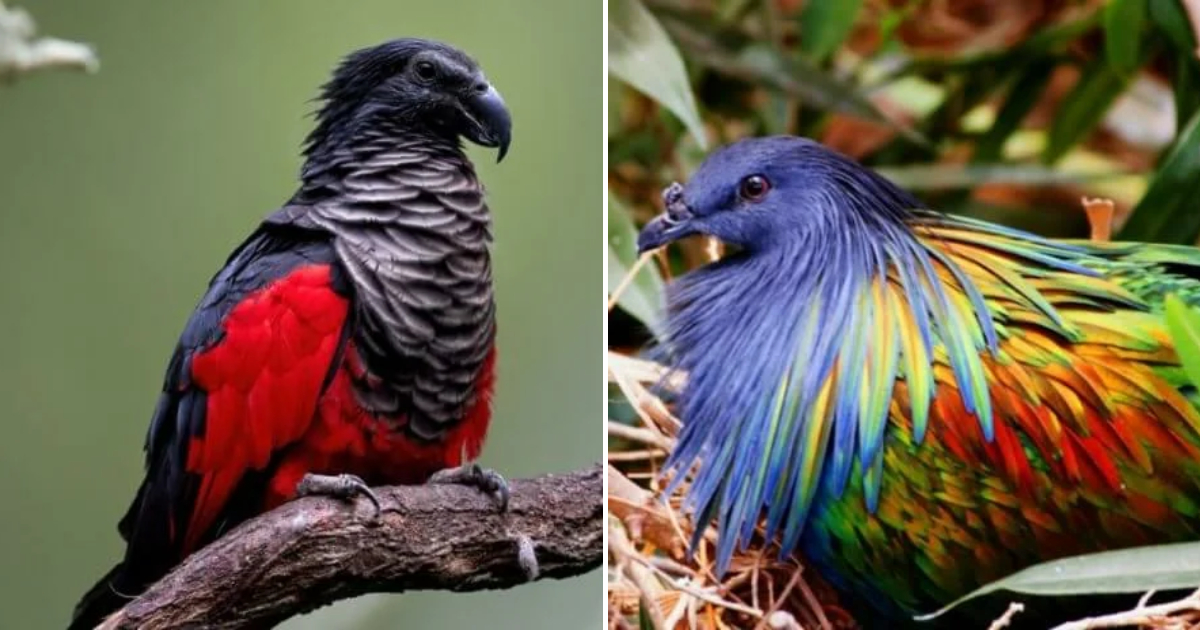 The Most Beautiful Birds in the World That Are Not Taught in School