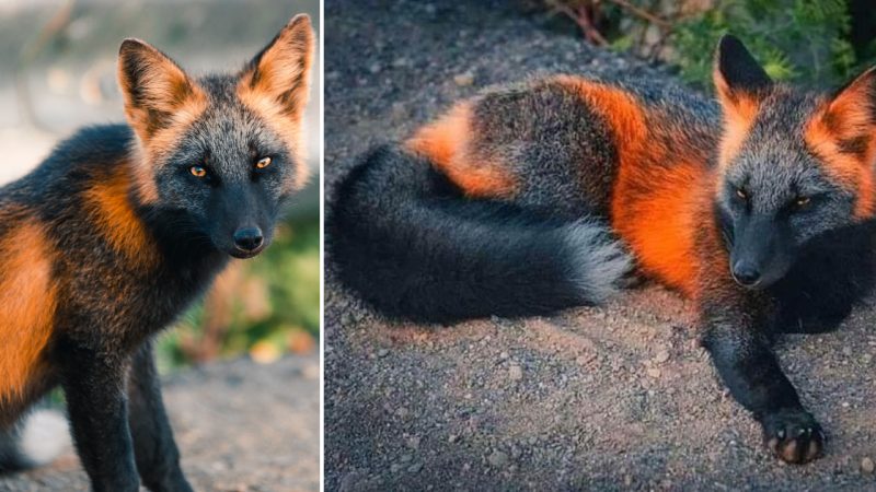 The Red Fox – A Mesmerizing Marvel Of Nature