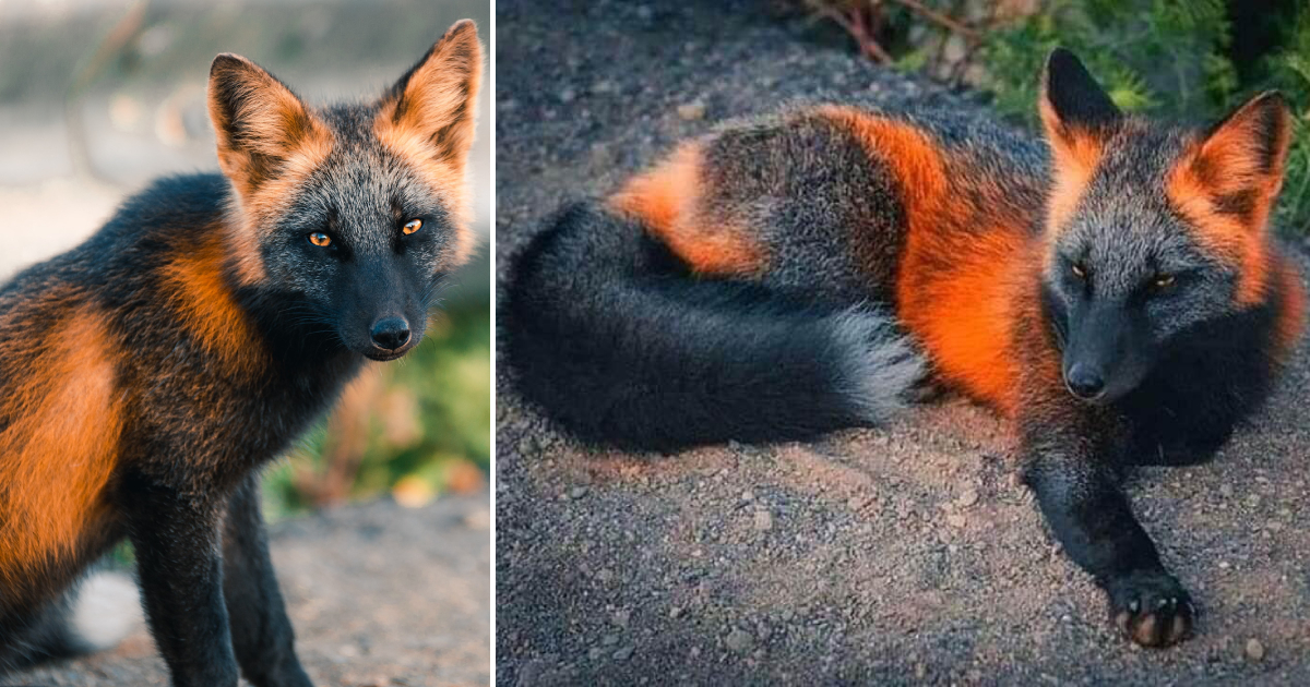 The Red Fox – A Mesmerizing Marvel Of Nature