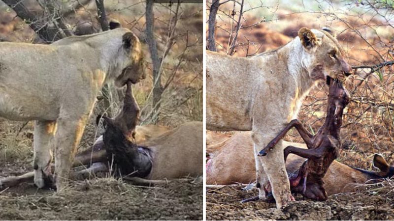 The Remorseful Lioness: A Captivating Tale Of Nature’s Emotions