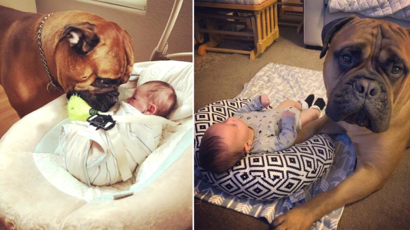 The Sweet Nature Of A Dog Caring For A Newborn Baby