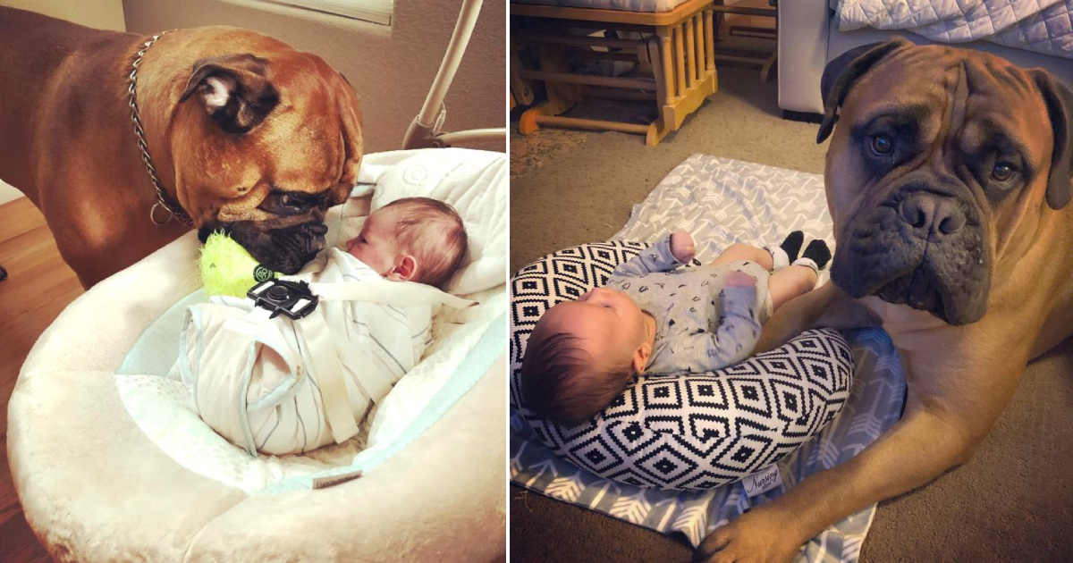 The Sweet Nature Of A Dog Caring For A Newborn Baby