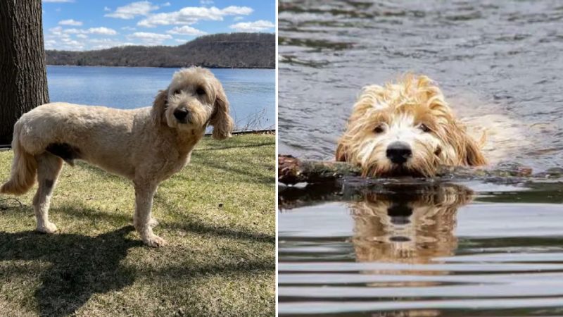 The Touching Rescue of a Three-Legged Dog During a Devastating Boat Accident