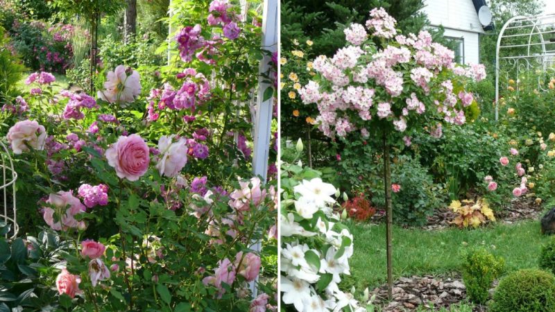 The Wonderful Garden of Varvara and Alexey Astakhov in the Tula Region