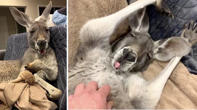 This Endearing Kangaroo Finds Joy in Lounging on the Couch with His Dad