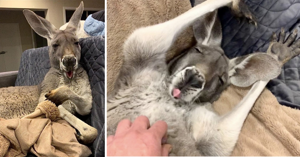 This Endearing Kangaroo Finds Joy in Lounging on the Couch with His Dad