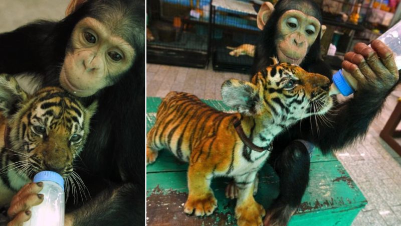 Touching Gesture: Orangutan Feeds Milk to a Tiger Cub