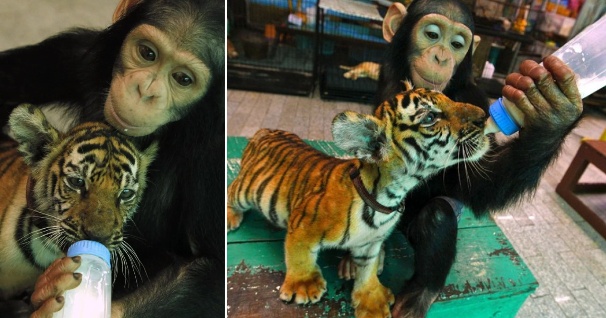 Touching Gesture: Orangutan Feeds Milk to a Tiger Cub