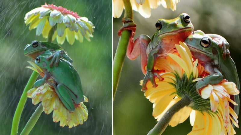 Two Frogs Embracing in a Delicate Rainfall