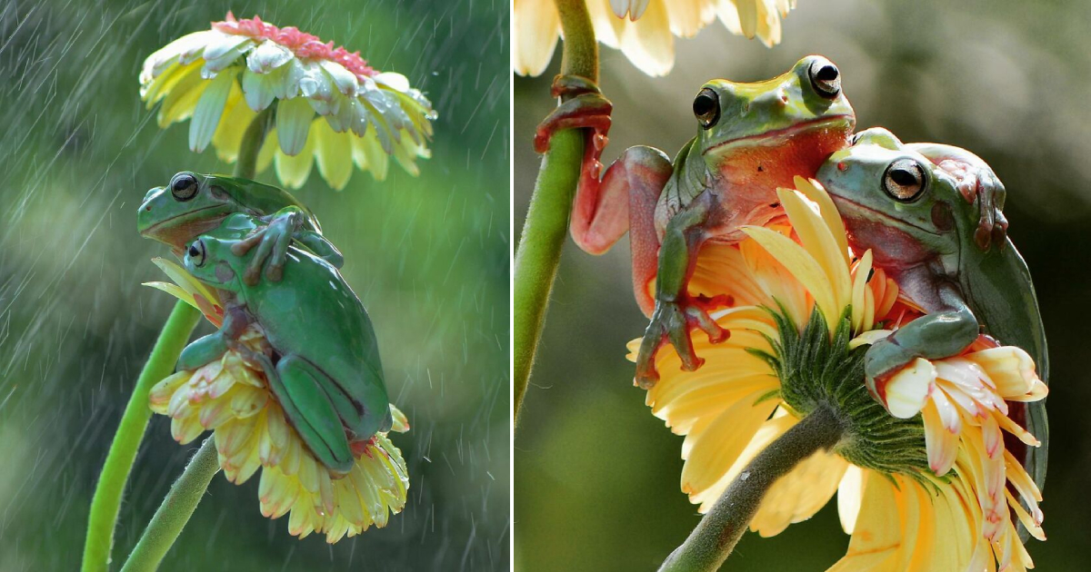 Two Frogs Embracing in a Delicate Rainfall