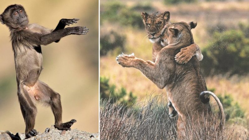 When Animals Dance in Their Own Amusing Ways