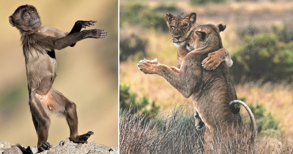 When Animals Dance in Their Own Amusing Ways
