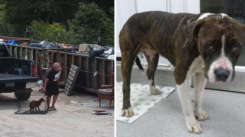 Woman Abandons Dog in Crate at Dumpsters – Abandoning Him To An Uncertain Fate (VIDEO)