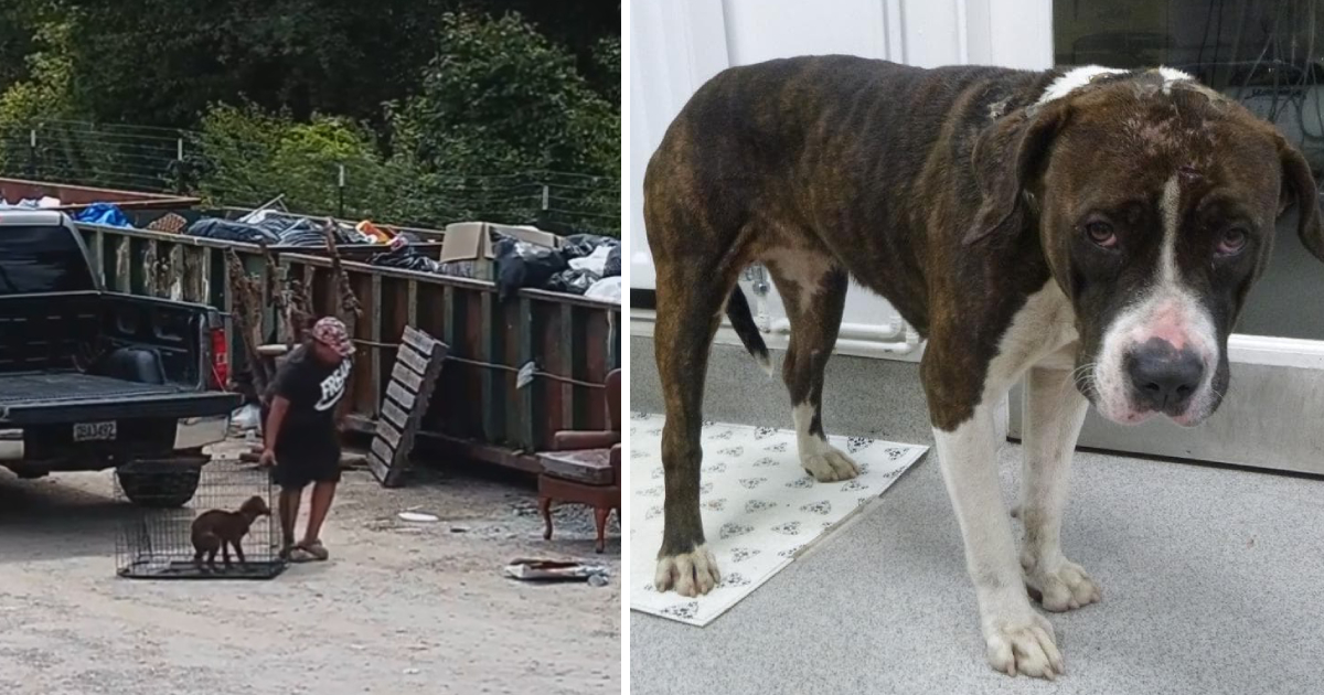 Woman Abandons Dog in Crate at Dumpsters – Abandoning Him To An Uncertain Fate (VIDEO)