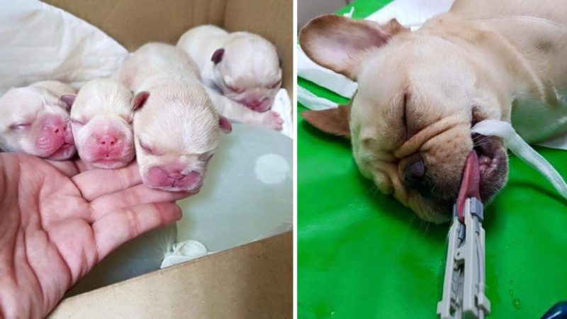 Heartbreaking Tale: The Passing of a Mother Dog After Giving Birth Leaves Millions in Sorrow